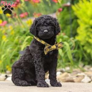 Sawyer, Newfypoo Puppy
