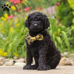 Sawyer, Newfypoo Puppy