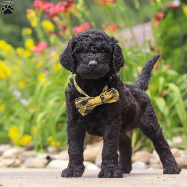 Sawyer, Newfypoo Puppy