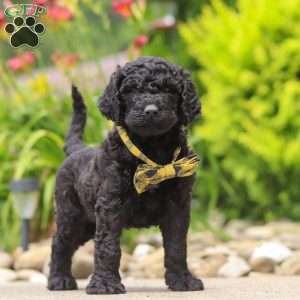 Sawyer, Newfypoo Puppy