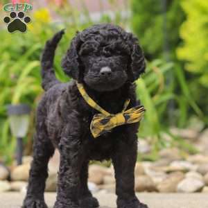 Sawyer, Newfypoo Puppy