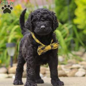 Sawyer, Newfypoo Puppy