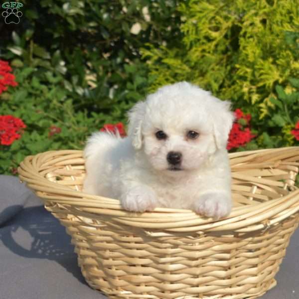 Sawyer, Bichon Frise Puppy