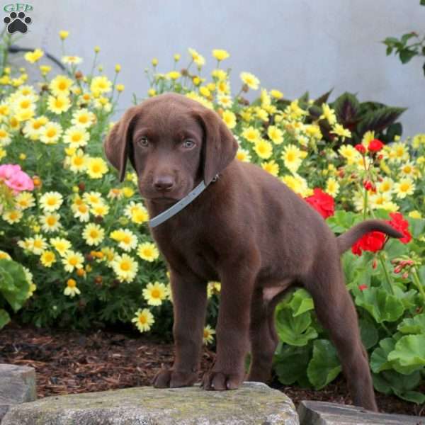 Sawyer, Chocolate Labrador Retriever Puppy
