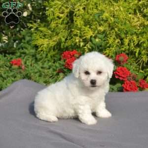 Sawyer, Bichon Frise Puppy