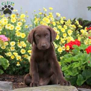 Sawyer, Chocolate Labrador Retriever Puppy