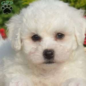 Sawyer, Bichon Frise Puppy