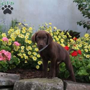 Sawyer, Chocolate Labrador Retriever Puppy