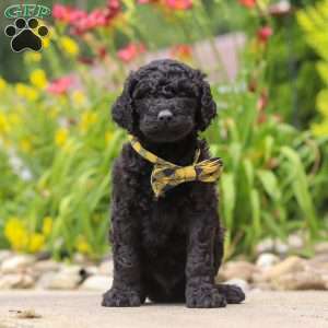 Sawyer, Newfypoo Puppy