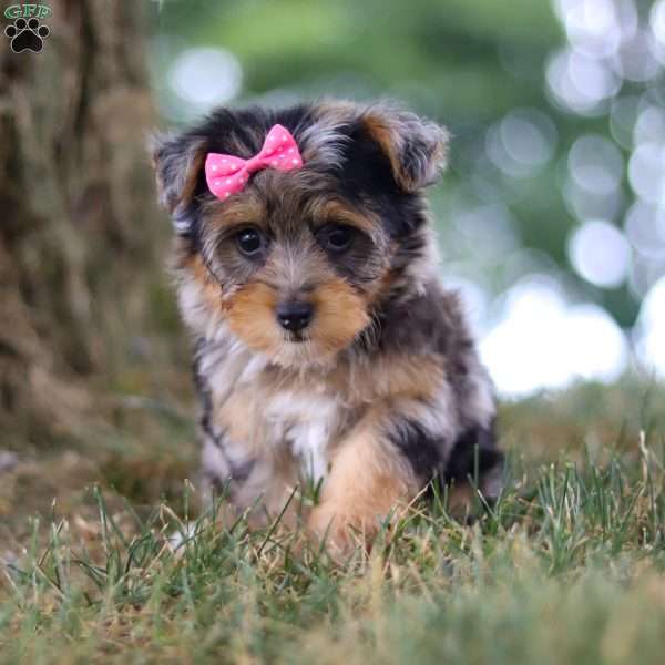 Saylor, Yorkie Poo Puppy