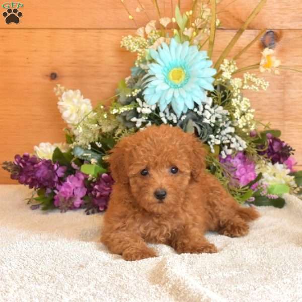 Scarlet, Bich-Poo Puppy