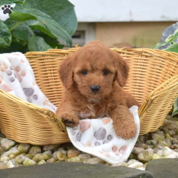 Scarlet, Mini Goldendoodle Puppy
