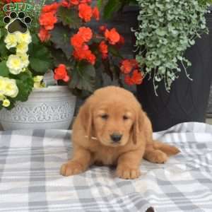 Scarlet, Golden Retriever Puppy