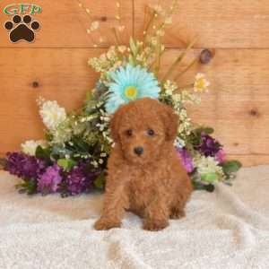 Scarlet, Bich-Poo Puppy