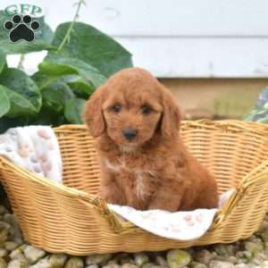 Scarlet, Mini Goldendoodle Puppy