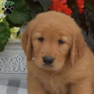 Scarlet, Golden Retriever Puppy