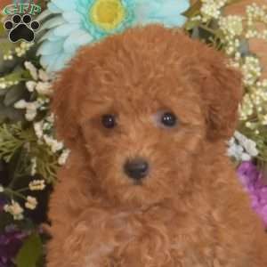 Scarlet, Bich-Poo Puppy