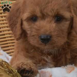Scarlet, Mini Goldendoodle Puppy