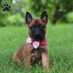 Scarlett, Belgian Malinois Puppy