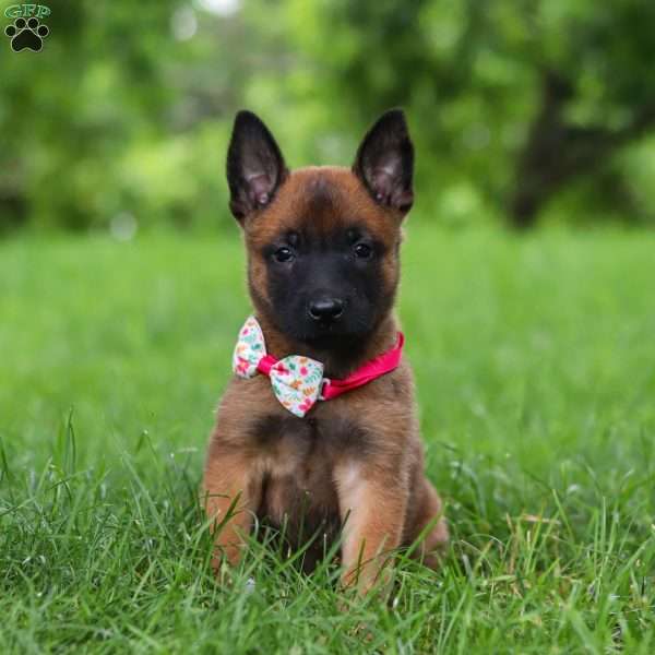 Scarlett, Belgian Malinois Puppy