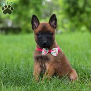 Scarlett, Belgian Malinois Puppy