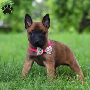 Scarlett, Belgian Malinois Puppy