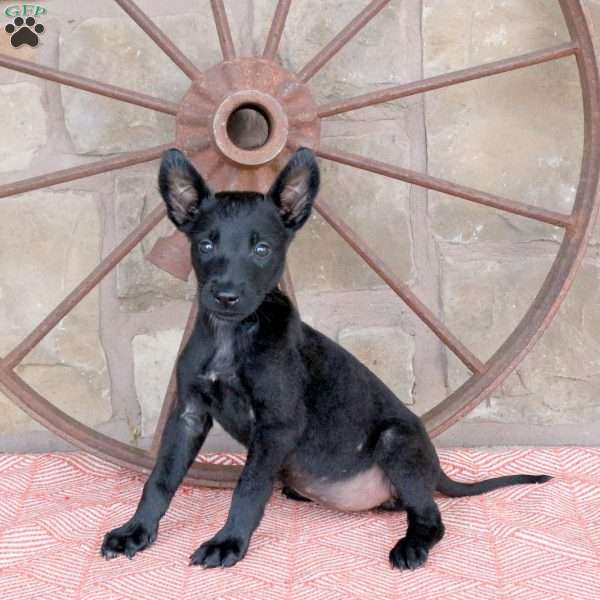 Scarlett, Belgian Malinois Puppy