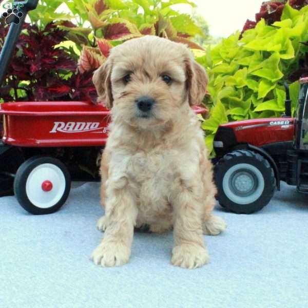 Scarlett, Cockapoo Puppy
