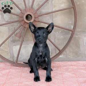 Scarlett, Belgian Malinois Puppy