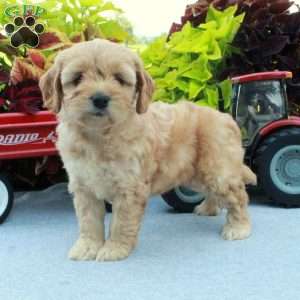 Scarlett, Cockapoo Puppy
