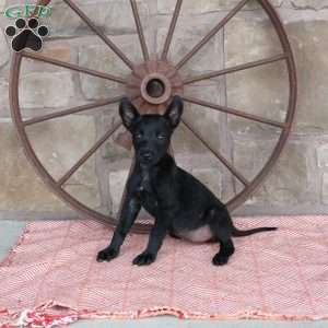 Scarlett, Belgian Malinois Puppy