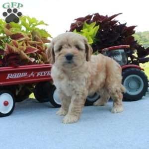 Scarlett, Cockapoo Puppy
