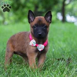 Scarlett, Belgian Malinois Puppy