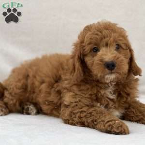 Scooby, Mini Goldendoodle Puppy