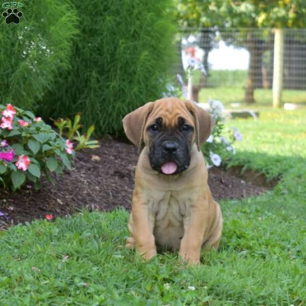 Scooby, Cane Corso Puppy