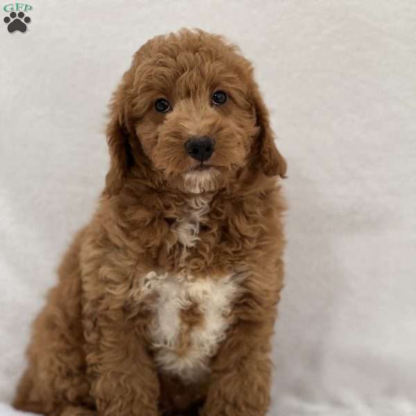 Scooby, Mini Goldendoodle Puppy