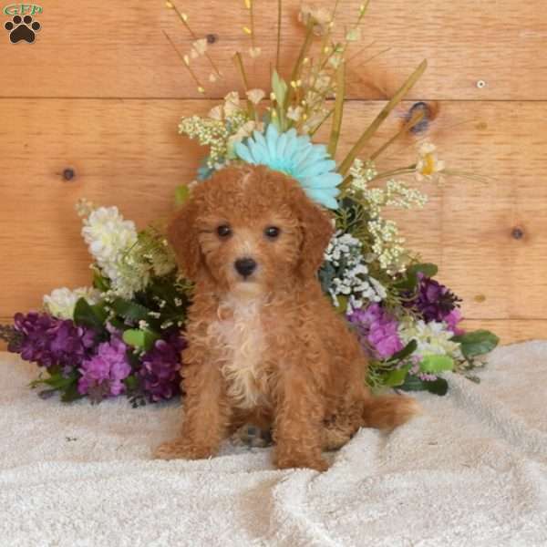 Scoops, Bich-Poo Puppy
