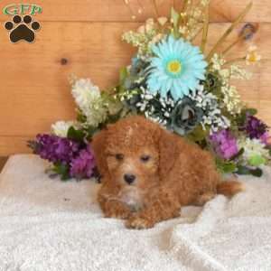 Scoops, Bich-Poo Puppy
