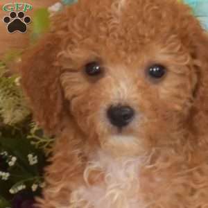 Scoops, Bich-Poo Puppy