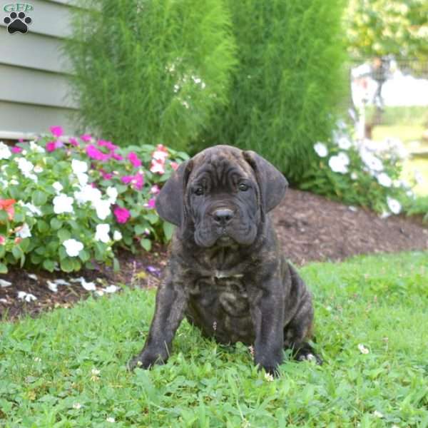 Scooter, Cane Corso Puppy