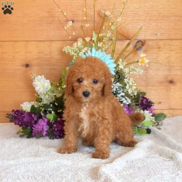 Scooter, Bich-Poo Puppy
