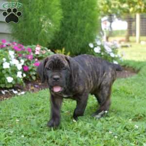 Scooter, Cane Corso Puppy