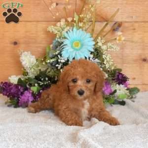 Scooter, Bich-Poo Puppy