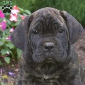Scooter, Cane Corso Puppy