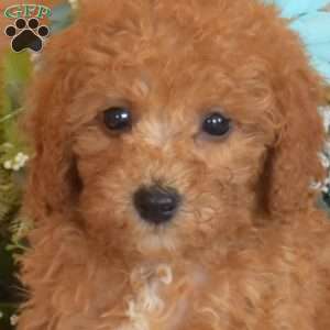 Scooter, Bich-Poo Puppy