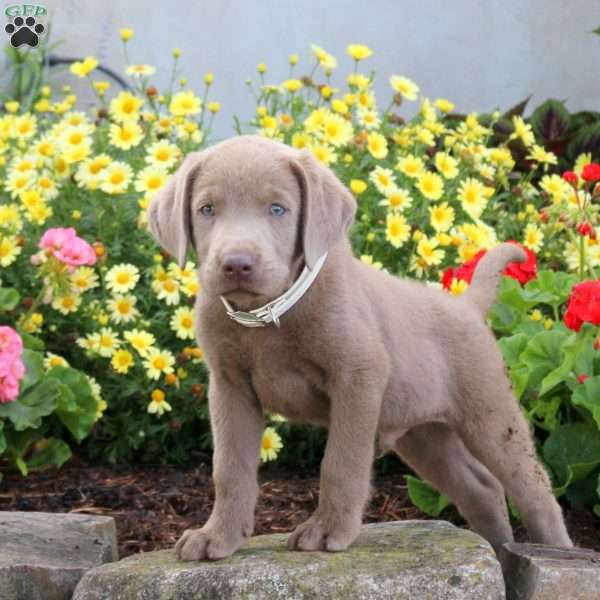 Scott, Silver Labrador Retriever Puppy