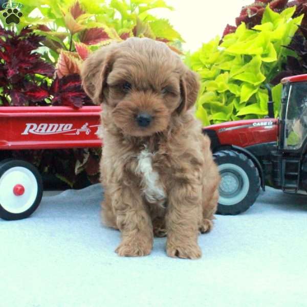 Scotty, Cockapoo Puppy