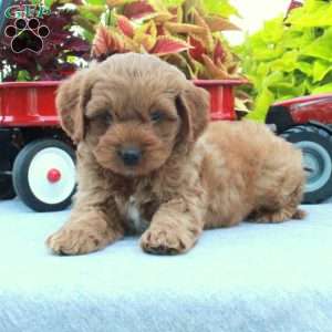 Scotty, Cockapoo Puppy