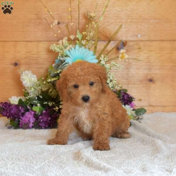 Scout, Bich-Poo Puppy