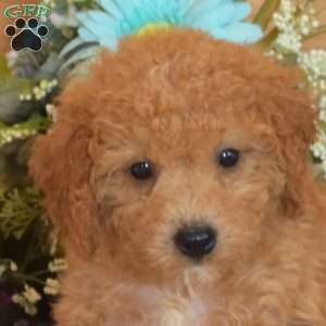 Scout, Bich-Poo Puppy